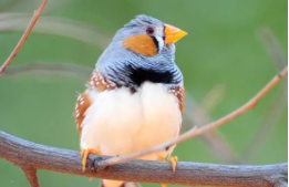 草雀寿命一般多少年（草雀是不是保护动物）