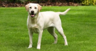 温顺到打死也不咬人的狗排名（拉布拉多咬人的几率多大）