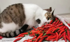 猫吃了辣多久会有反应啊（猫咪吃辣椒后的状态）