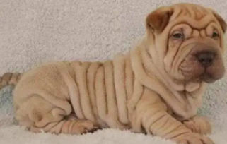 土沙皮狗简介（杂沙皮狗）