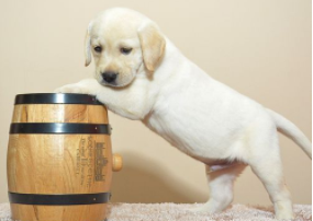 关于狗雌雄如何区分（狗狗怎么分辨雌雄）