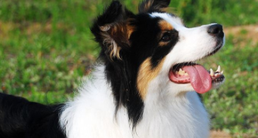 什么犬类智商第一（犬类智商最低）