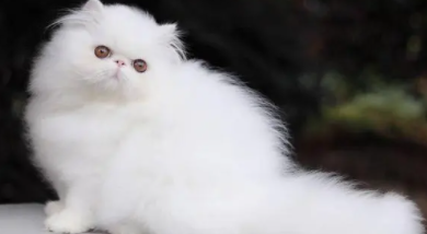 塌鼻子猫是什么品种（猫猫鼻子像被压扁的猫）