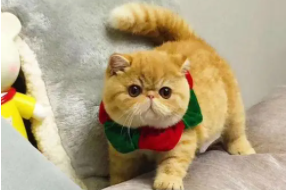 十大宠物猫的品种及价格（宠物猫价格有变化么）