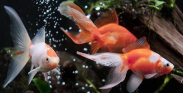 金鱼怎么喂养方法（如何给小金鱼喂食）