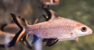 银鲨鱼怎么养（银鲨是保护动物吗）