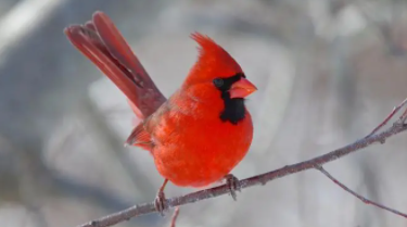 北美红雀长什么样（红雀子是愤怒的小鸟么）