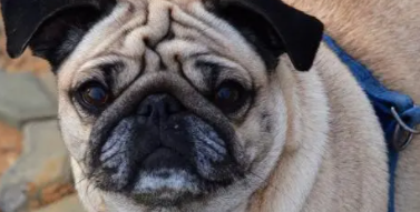 狗瘟抽搐是什么样子的（狗狗感染犬瘟的症状）