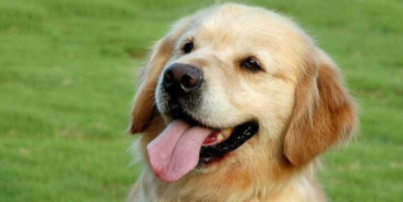 金毛吃什么长毛发（金毛吃什么爆毛）