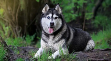 哈士奇属于烈性犬吗还是野性（金毛是烈性犬吗）