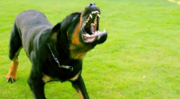 罗威纳会咬自家人吗（罗威纳可以打赢狼吗）