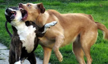 狗狗为什么会卡在一起（狗狗总像是卡住了是咋回事）