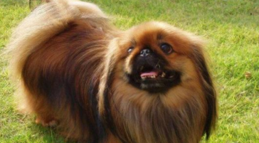 京巴犬的特点及外貌（京巴犬长大后的样子）