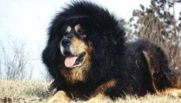 藏獒与狼杂交品种现在怎么样了（藏獒是狼和狗的种吗）