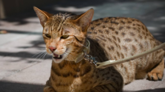 十大名贵猫（世界上最贵的猫的品种）