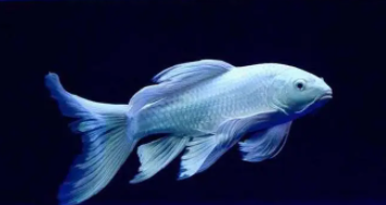 养蝴蝶鲤注意事项（蝴蝶鲤喜欢老水还是新水）