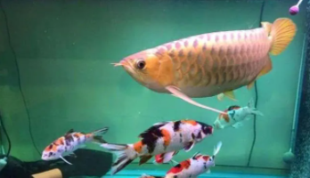 龙鱼最安全配鱼（清道夫能和龙鱼一起养吗）