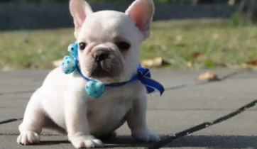 法斗好养吗?优缺点有哪些（法国斗牛犬适合新手养吗）