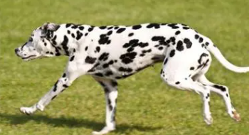 斑点狗厉害吗（斑点狗有几种）