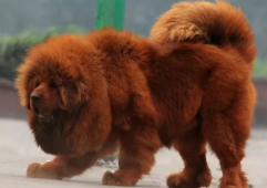 虎头藏獒的品种分类（虎头藏獒多少钱一只）