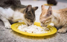 猫最爱吃什么食物（猫不吃东西吃什么药）