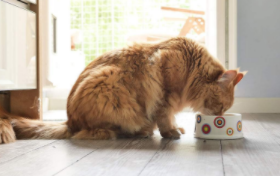 猫咪吃鸡蛋黄的好处（猫咪吃鸡蛋的好处和坏处）