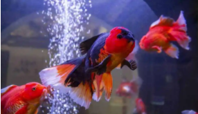 红狮鱼是冷水鱼吗（35x20x22厘米鱼缸能养几条鱼）