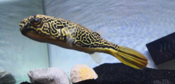 长得最大的观赏鱼（观赏鱼大全）