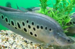 大型观赏鱼种类（大型底层观赏鱼有哪些）