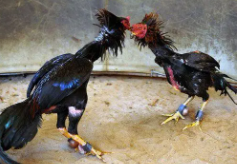 中国斗鸡的起源（斗鸡是2只鸡相斗么）