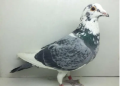 什么是信鸽（戴脚环信鸽多少钱一只）