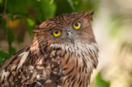 猫头鹰的种类（猫头鹰一共有多少种）