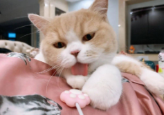 猫咪误食雪糕怎么办（猫咪吃了一点点雪糕没事吧）