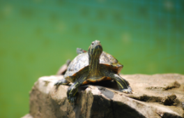 乌龟说明文作文（乌龟作文600字优秀）