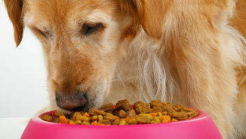 四个月金毛狗粮推荐（金毛一顿吃多少狗粮）