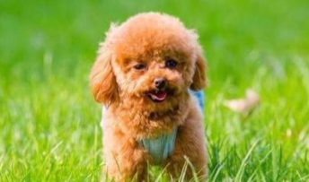 贵妇狗是泰迪吗（泰迪熊狗是什么犬种）