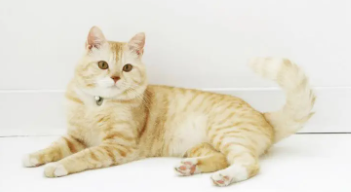 踏雪寻梅的猫什么寓意（寻梅踏雪猫）