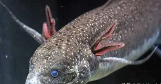 非洲肺鱼能长多大（非洲肺鱼是怎么回事）