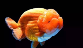 兰寿混养鱼最佳搭配（养兰寿需要24小时打氧吗）