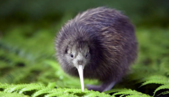 几维鸟象征什么（几维鸟有什么象征）