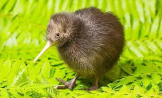 几维鸟是有尾无翅形态的吗（几维鸟的品种分类）