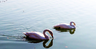 天鹅分布在中国哪些地方（世界上天鹅最多的国家）