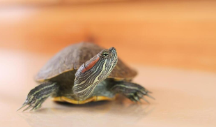 养巴西龟的小知识（3―5厘米小巴西龟怎么养）