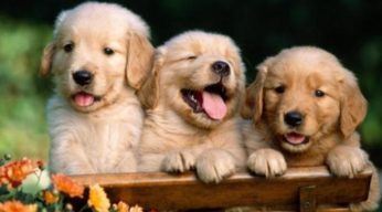 狗一般生几个崽子（狗狗坐月子不吃东西怎么办）