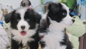 边境牧羊犬价格多少钱一只成年（纯种边境牧羊犬价格多少钱一只）