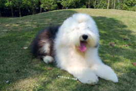 古牧犬的饲养注意事项有哪些（泰迪饲养注意事项）