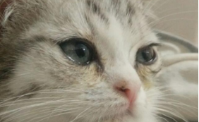 那种猫容易泪痕（哪个猫有泪痕）