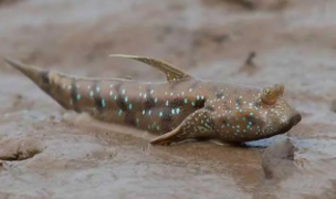 弹涂鱼简介（弹涂鱼最大能长多大）