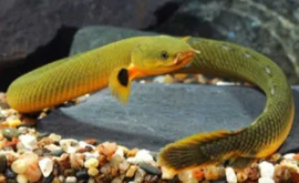 草绳恐龙的外形特征（草绳恐龙是什么鱼）