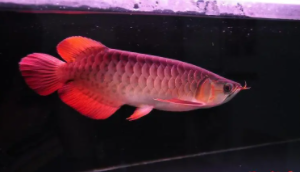 大型海水观赏鱼（最贵海水观赏鱼）